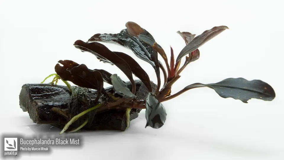 07 Bucephalandra Black Mist