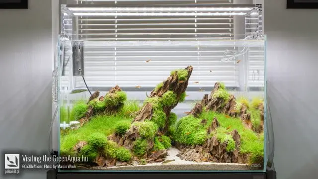 Green Aqua 001