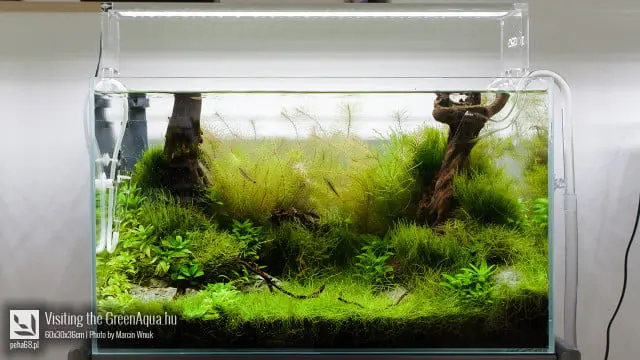 Green Aqua 009