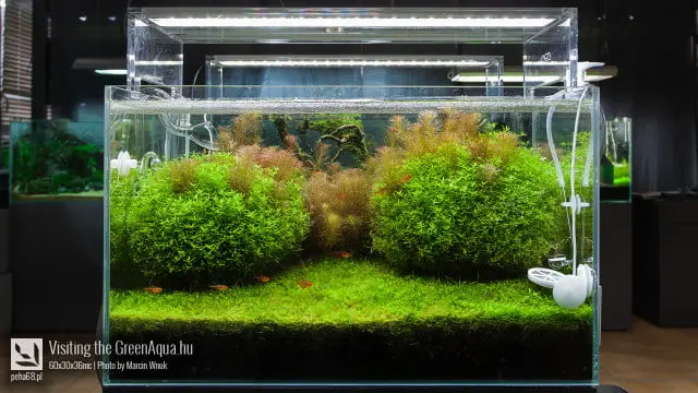 Green Aqua 024