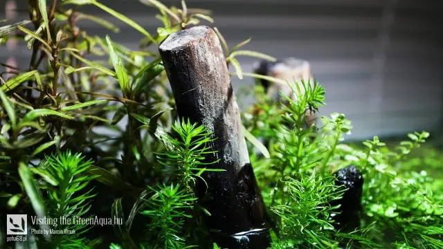 Green Aqua 034