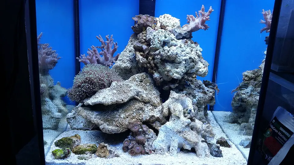 Aquael Nano Reef