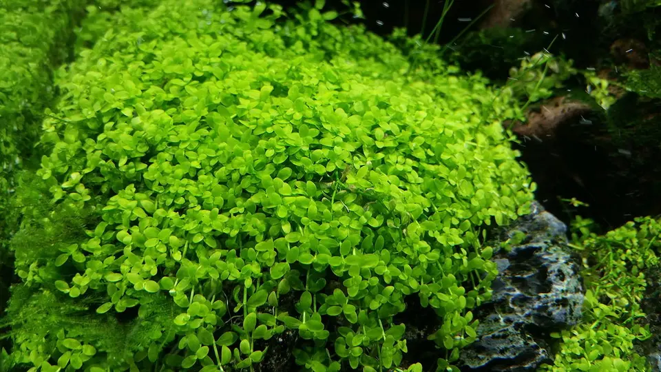 Mictranthemum monte carlo