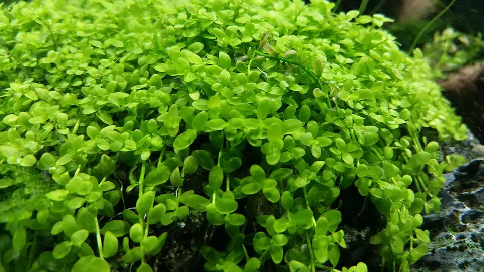 Micranthemum Monte Carlo