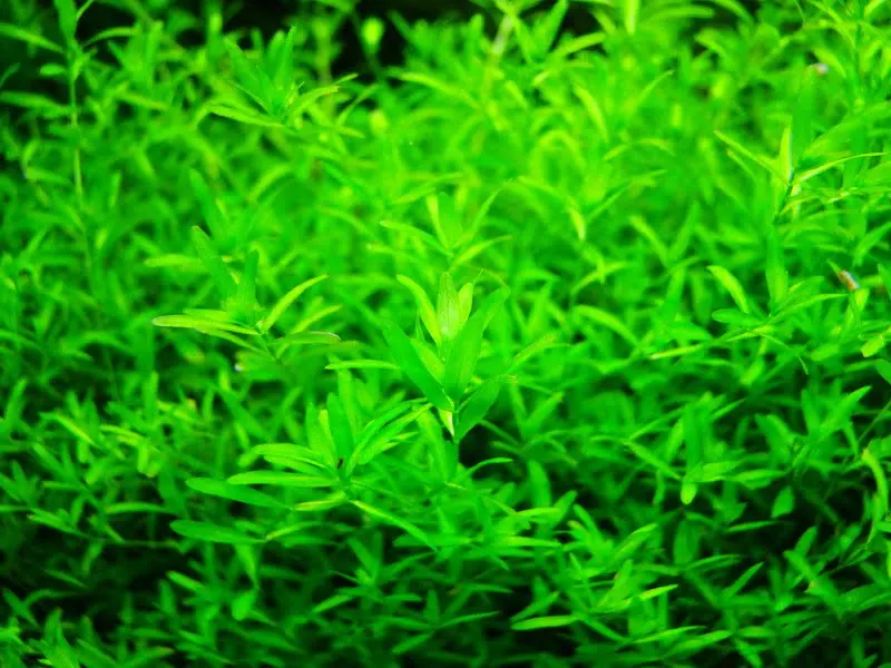 Hemianthus micranthemoides