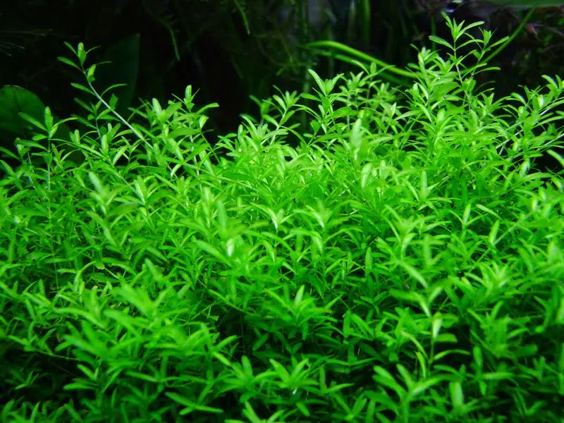 Hemianthus micranthemoides