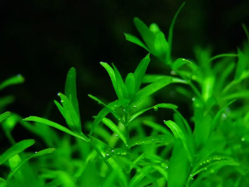 Hemianthus micranthemoides, czy Micranthemum micranthemoides?