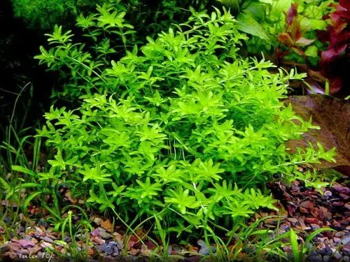 Micranthemum micranthemoides