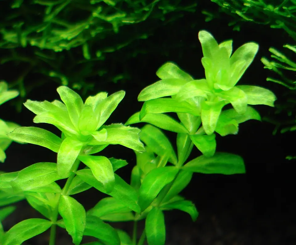 Micranthemum micranthemoides