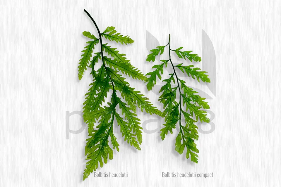 Bolbitis heudelotii compact