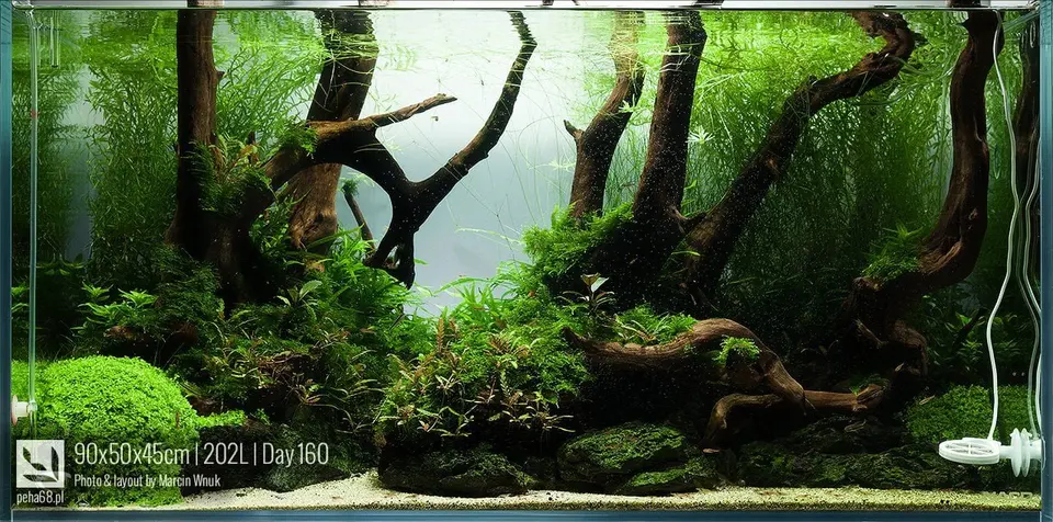90x50x45cm - 202L - Dzień 160
