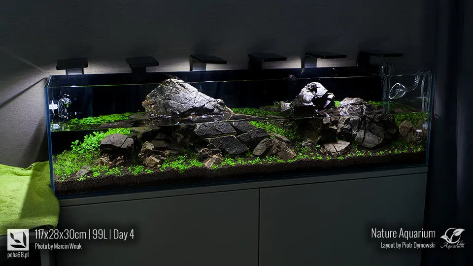Akwarium NACD 117x28x30cm - Day 4
