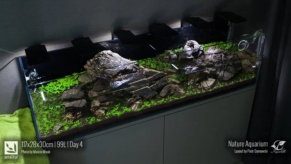 Akwarium NACD 117x28x30cm - Day 4
