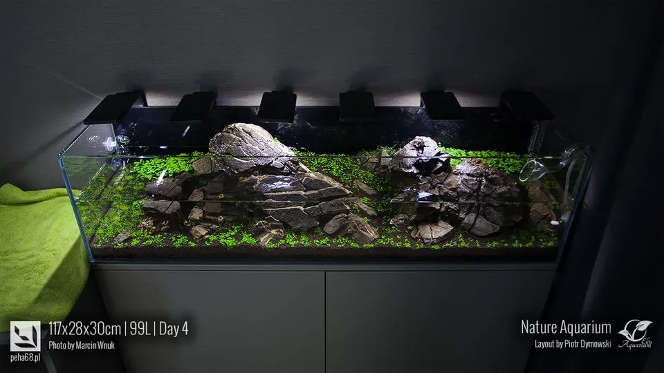 Akwarium NACD 117x28x30cm - Day 4