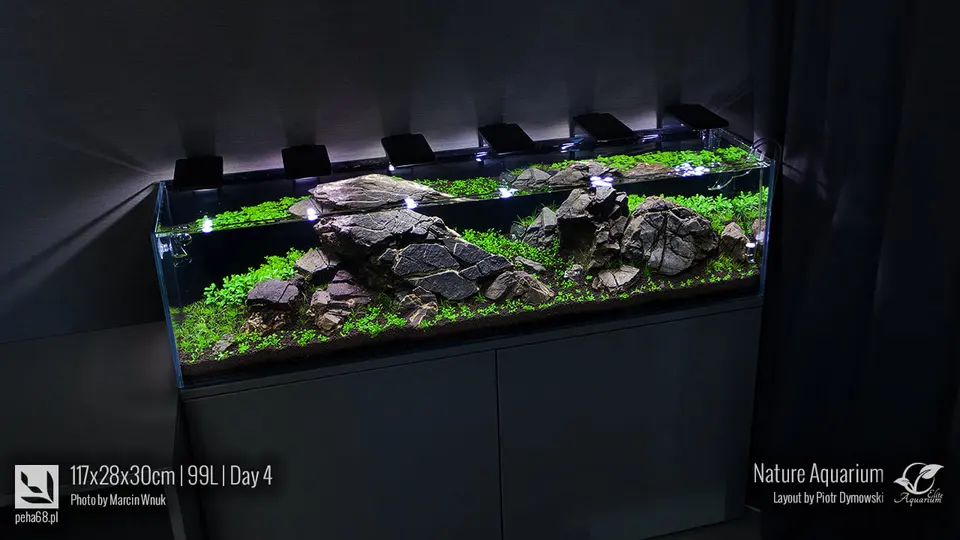 Akwarium NACD 117x28x30cm - Day 4