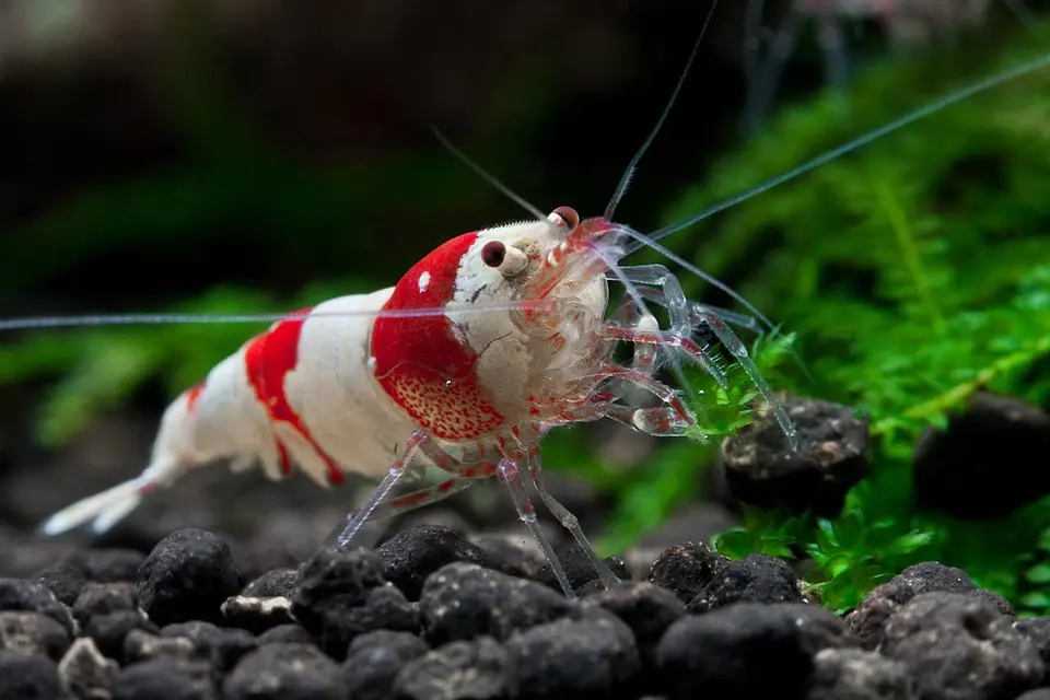Red Bee Shrimp