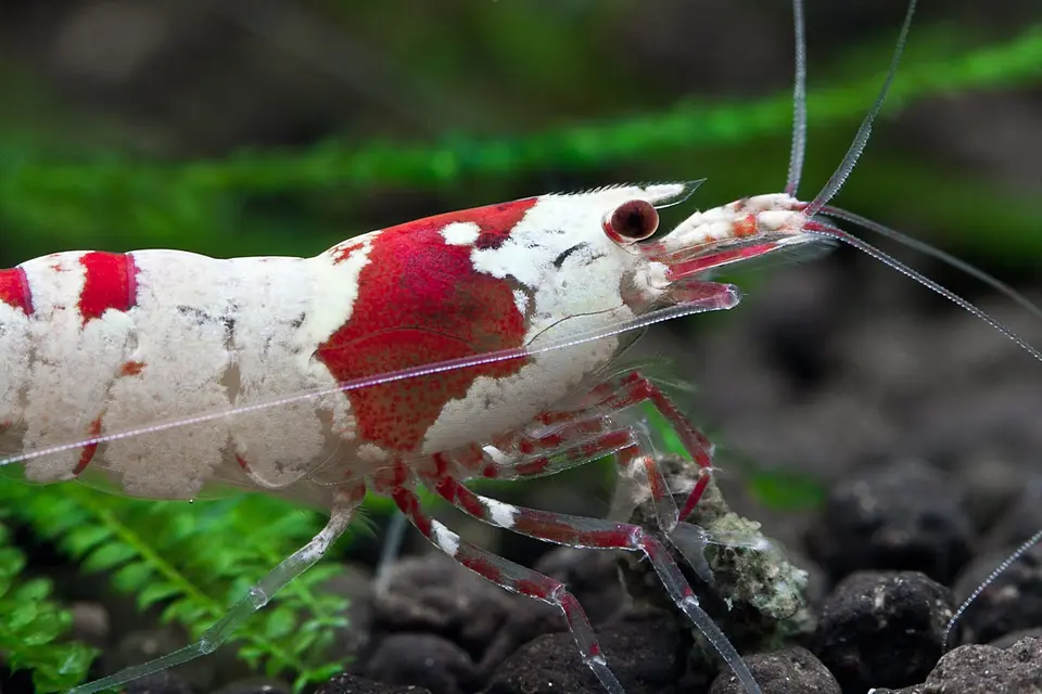 Red Bee Shrimp