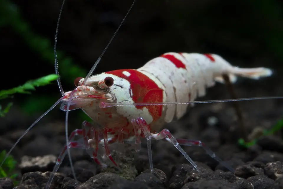 Red Bee Shrimp