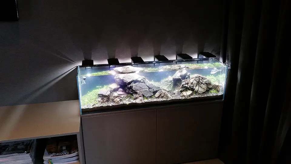 Akwarium NACD 117x28x30cm - Day 1
