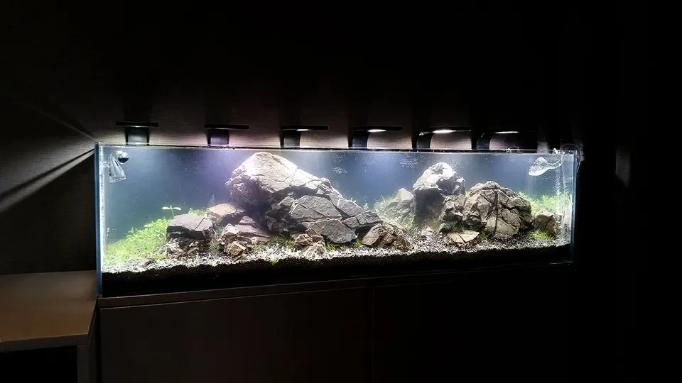 Akwarium NACD 117x28x30cm - Day 1
