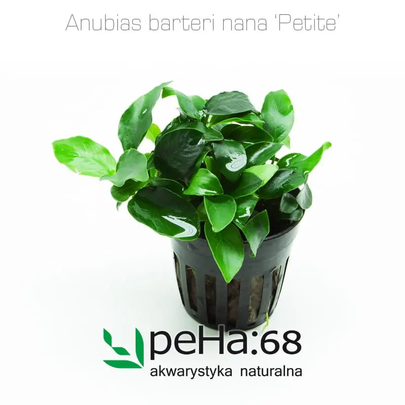 Anubias nana petite