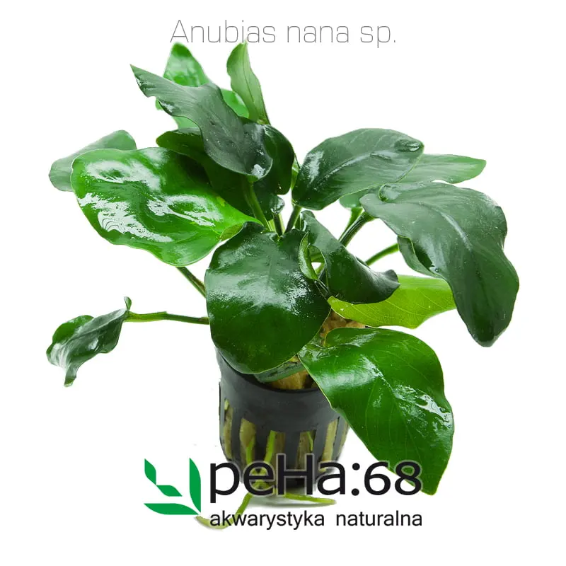 Anubias nana sp