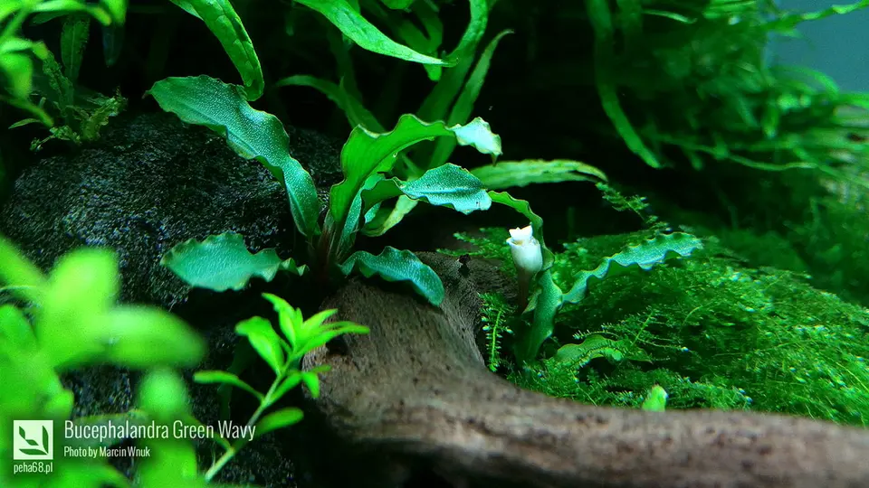 Bucephalandra green wavy
