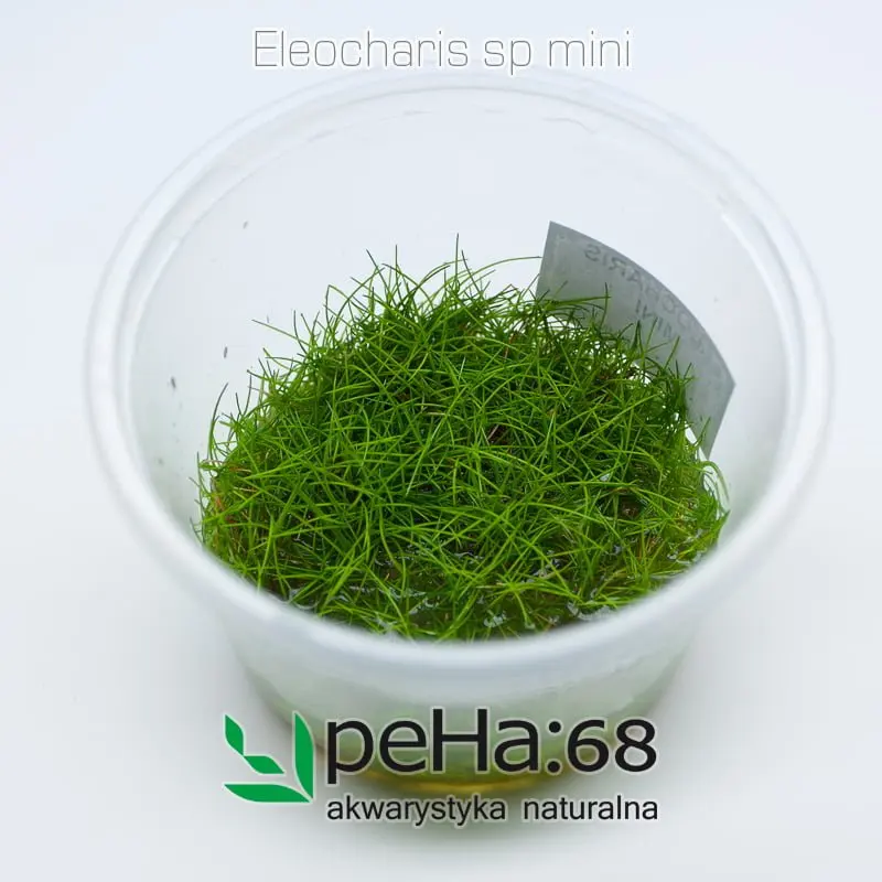 Eleocharis sp mini