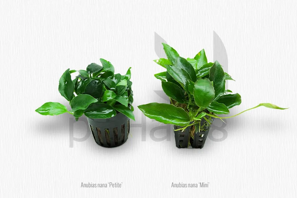Anubias nana 'petite' vs 'mini'
