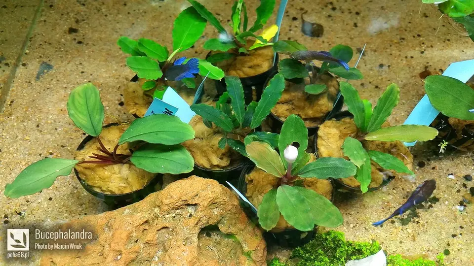 Bucephalandra