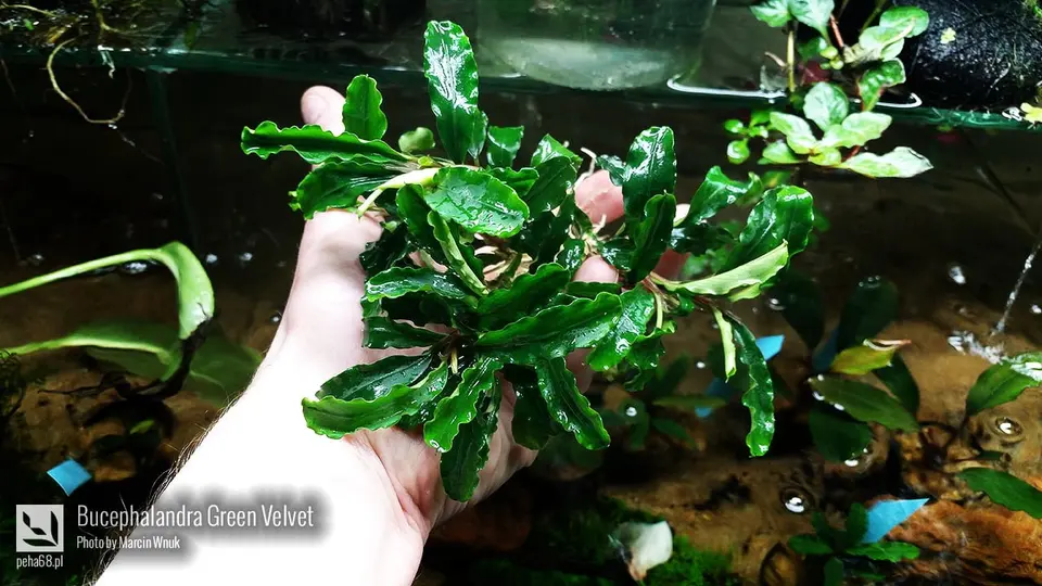 Bucephalandra green velvet