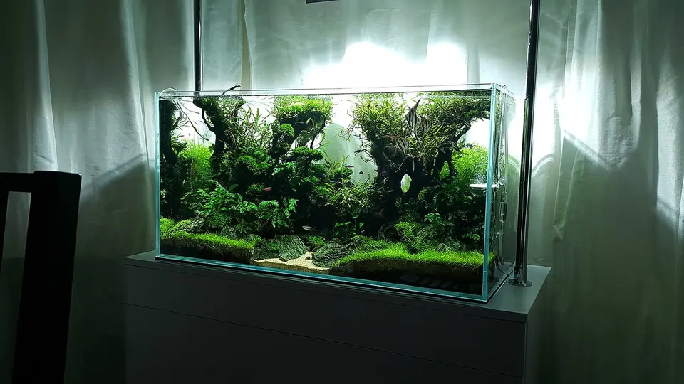 Akwarium otwarte