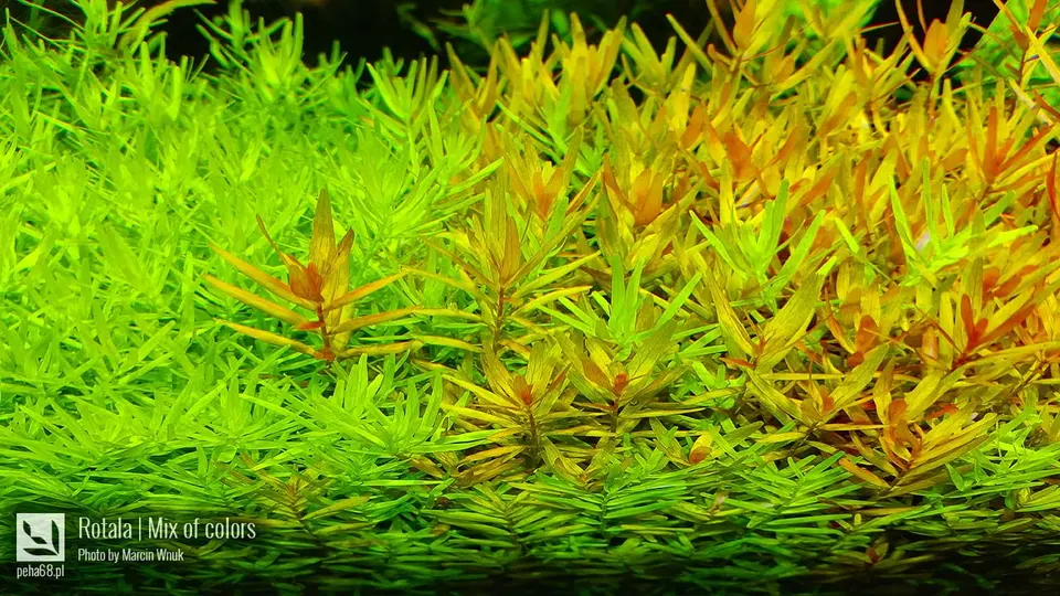 Rotala