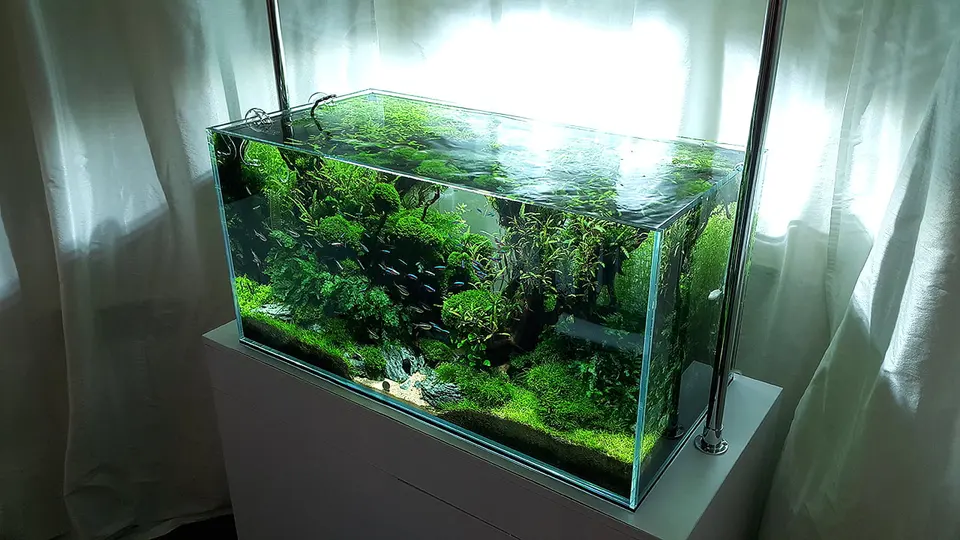 Akwarium Naturalne