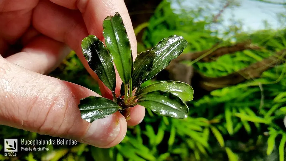 Bucephalandra Belindae