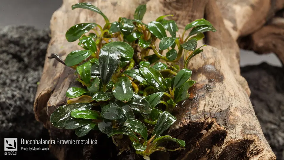 Bucephalandra sp. 'Brownie Metallica'