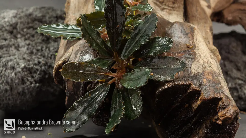 Bucephalandra Brownie selena