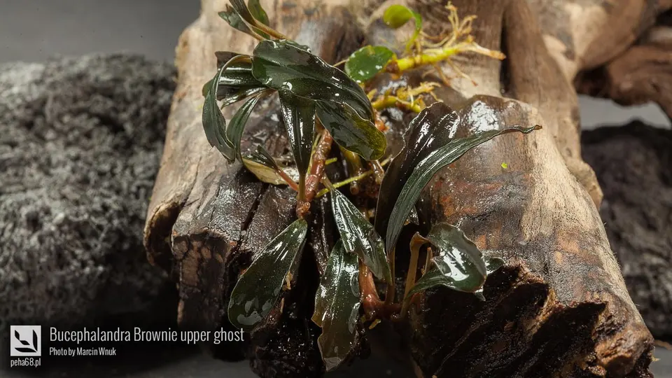 Bucephalandra sp. 'Brownie upper ghost'