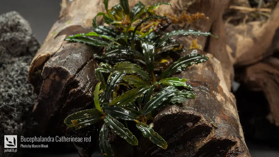 Bucephalandra Catherineae red