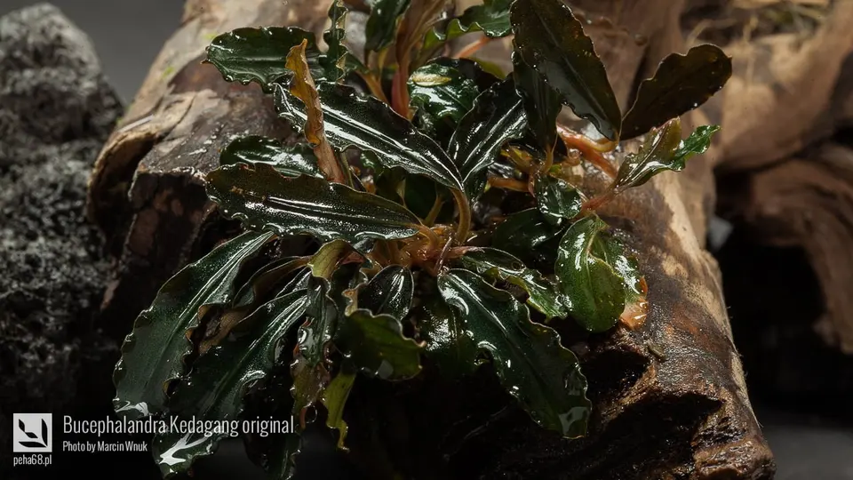 Bucephalandra Kedagang original