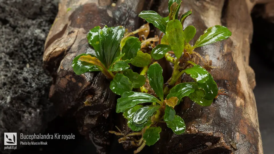 Bucephalandra Kir royale