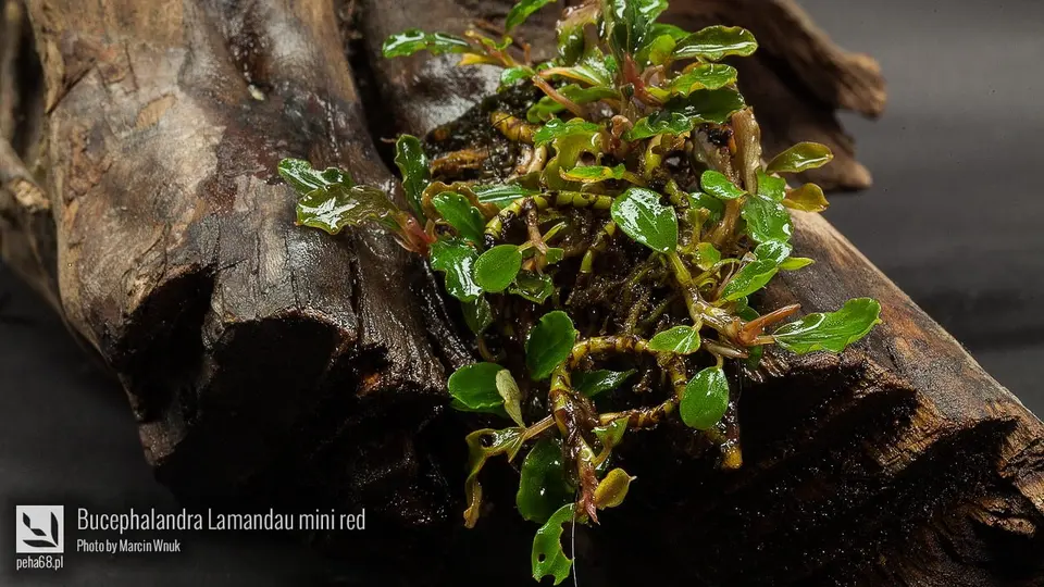 Bucephalandra Lamandau mini red