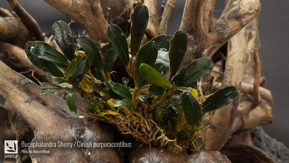 Bucephalandra sp. 'Sherry'