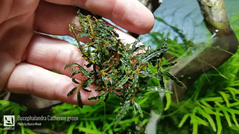 ucephalandra Catherine green