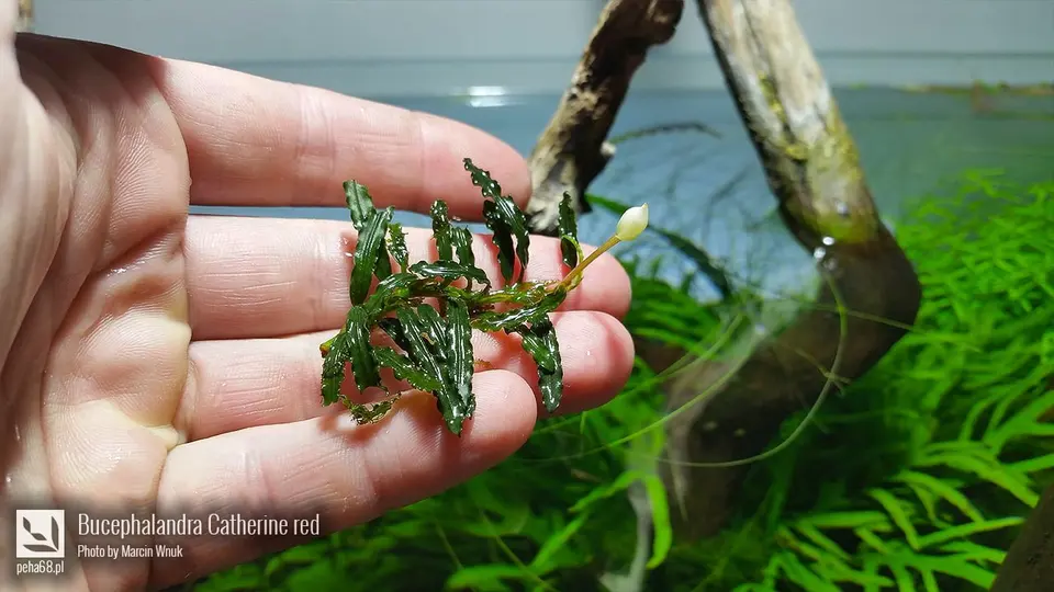 Bucephalandra Catherine red