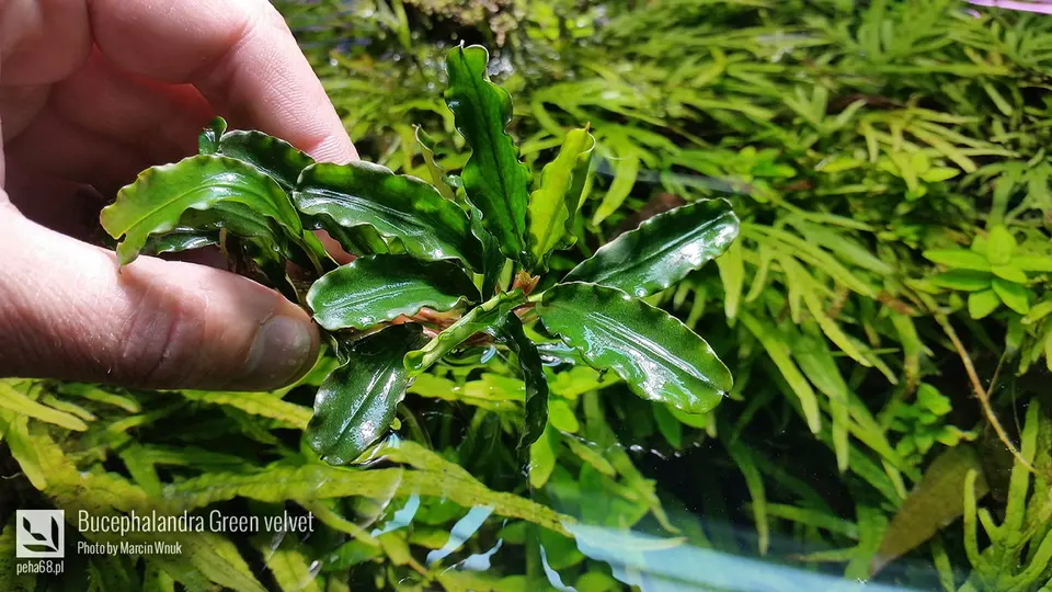 Bucephalandra Green velvet