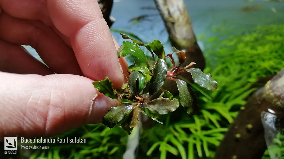 Bucephalandra sp. 'Kapit Sulatan'