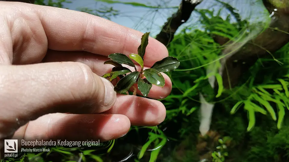 Bucephalandra Kedagang original
