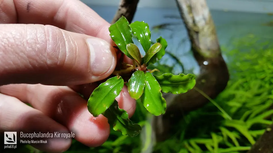 Bucephalandra Kir royale