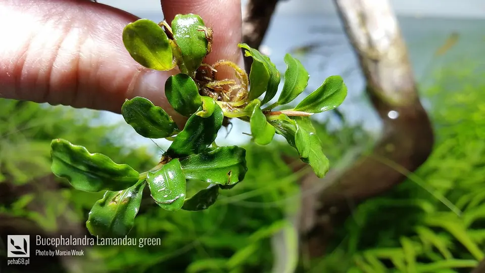 Bucephalandra Lamandau green